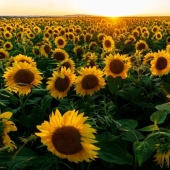 ¿Por qué nadie les pregunta a los hombres cuáles son sus flores favoritas?