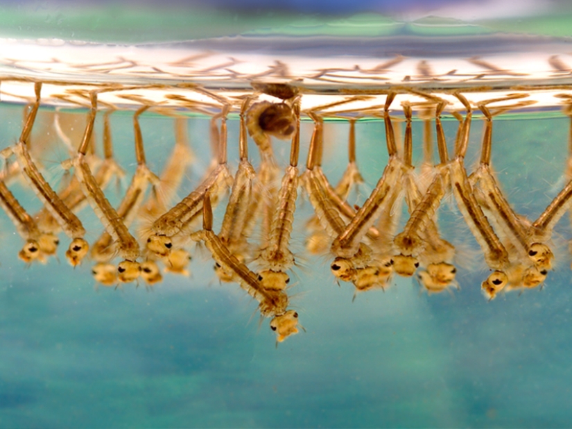 ¿Por qué te eligen los mosquitos? 10 factores de selección de víctimas ¿Por qué te eligen los mosquitos? 10 factores de selección de víctimas