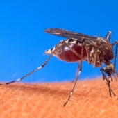 ¿Por qué te eligen los mosquitos? 10 factores de selección de víctimas