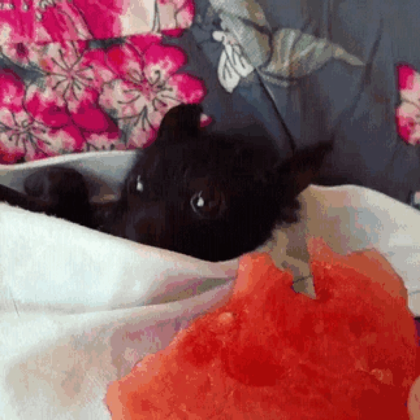 Por qué ya no tenemos miedo de los murciélagos