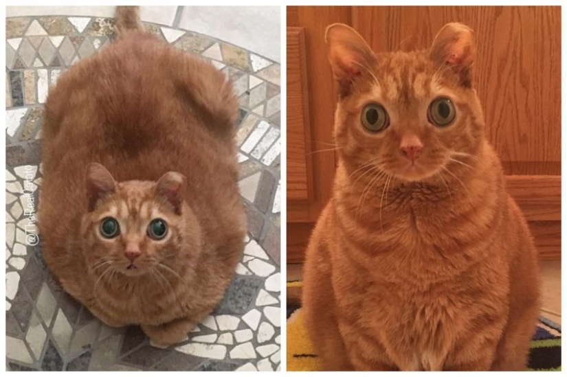 Potato Cat se ha convertido en la nueva estrella de Internet, y todo gracias a sus extraños ojos Potato Cat se ha convertido en la nueva estrella de Internet, y todo gracias a sus extraños ojos