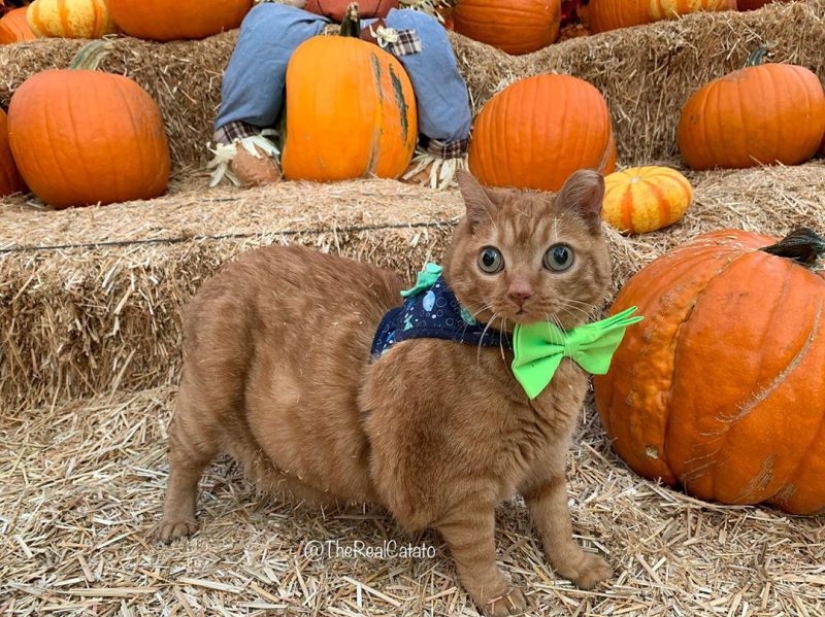 Potato Cat se ha convertido en la nueva estrella de Internet, y todo gracias a sus extraños ojos Potato Cat se ha convertido en la nueva estrella de Internet, y todo gracias a sus extraños ojos