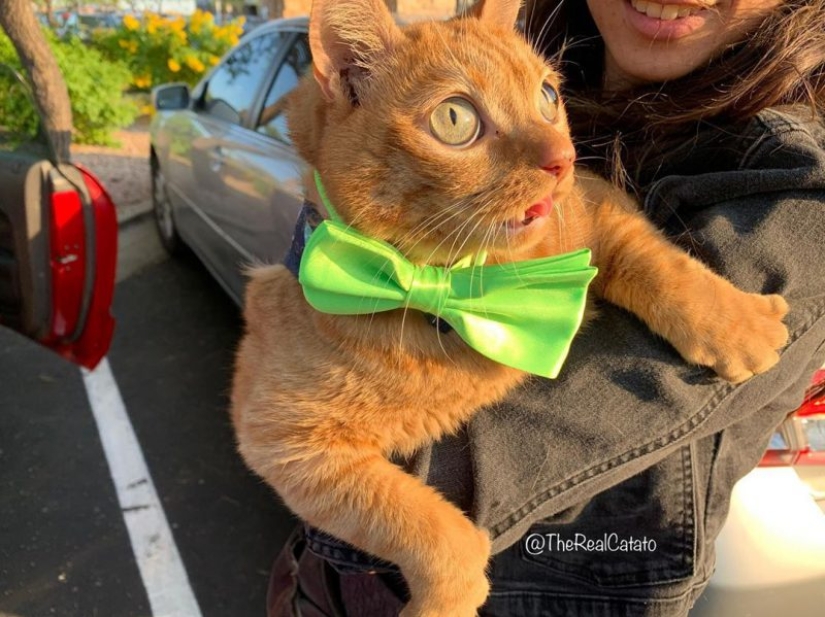 Potato Cat se ha convertido en la nueva estrella de Internet, y todo gracias a sus extraños ojos Potato Cat se ha convertido en la nueva estrella de Internet, y todo gracias a sus extraños ojos