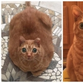 Potato Cat se ha convertido en la nueva estrella de Internet, y todo gracias a sus extraños ojos
