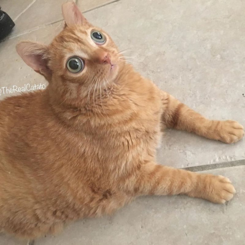 Potato Cat se ha convertido en la nueva estrella de Internet, y todo gracias a sus extraños ojos Potato Cat se ha convertido en la nueva estrella de Internet, y todo gracias a sus extraños ojos