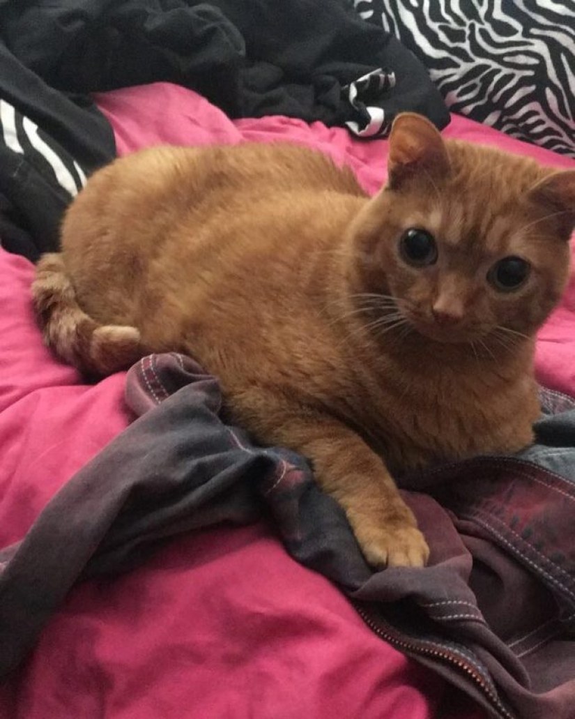 Potato Cat se ha convertido en la nueva estrella de Internet, y todo gracias a sus extraños ojos Potato Cat se ha convertido en la nueva estrella de Internet, y todo gracias a sus extraños ojos