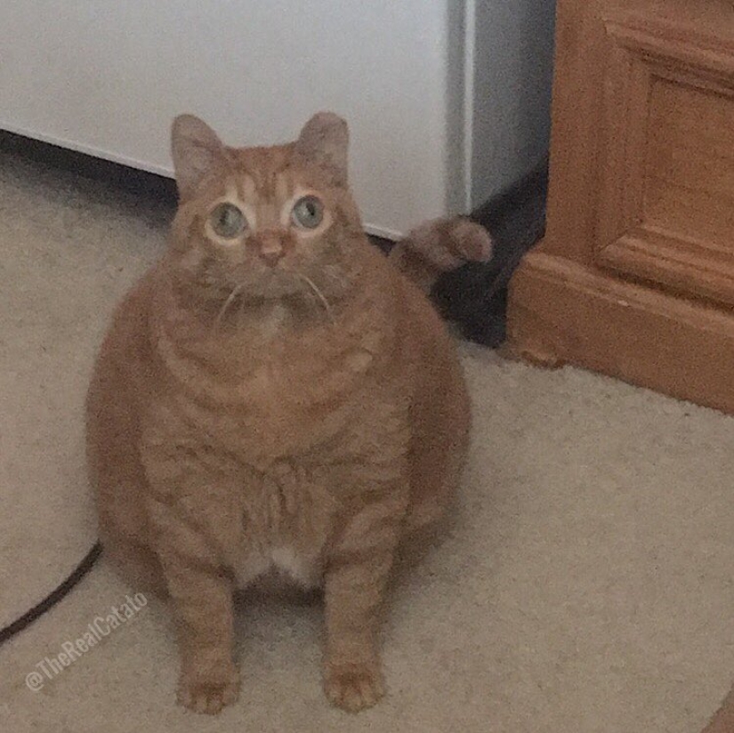 Potato Cat se ha convertido en la nueva estrella de Internet, y todo gracias a sus extraños ojos Potato Cat se ha convertido en la nueva estrella de Internet, y todo gracias a sus extraños ojos