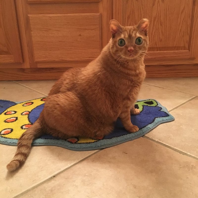 Potato Cat se ha convertido en la nueva estrella de Internet, y todo gracias a sus extraños ojos Potato Cat se ha convertido en la nueva estrella de Internet, y todo gracias a sus extraños ojos