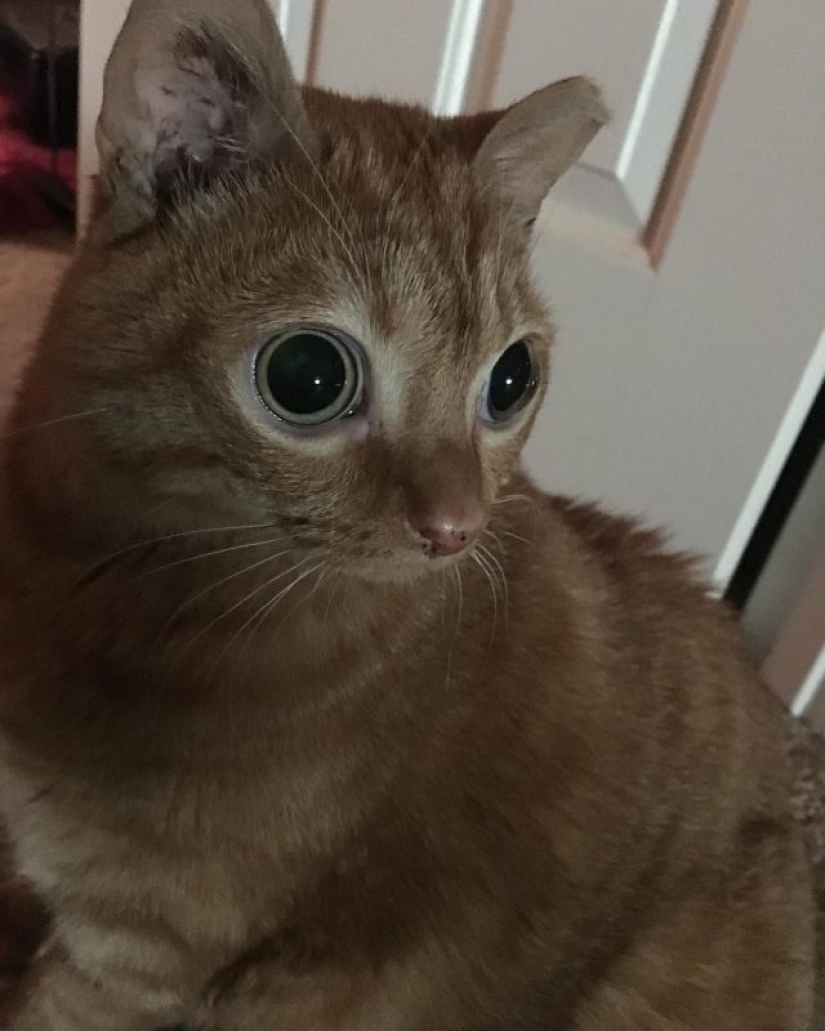 Potato Cat se ha convertido en la nueva estrella de Internet, y todo gracias a sus extraños ojos Potato Cat se ha convertido en la nueva estrella de Internet, y todo gracias a sus extraños ojos