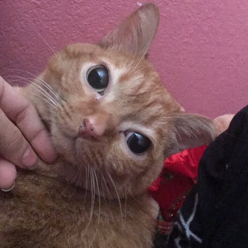 Potato Cat se ha convertido en la nueva estrella de Internet, y todo gracias a sus extraños ojos Potato Cat se ha convertido en la nueva estrella de Internet, y todo gracias a sus extraños ojos