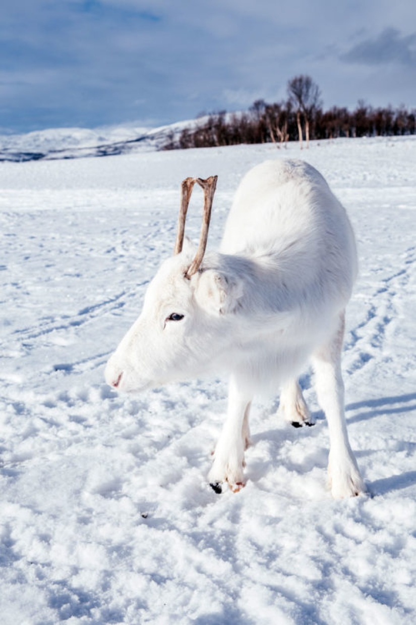 Pre-Christmas miracle: a rare snow-white fawn came to the photographer in Norway