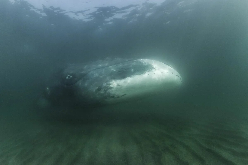 Premiere of the Wildlife Photographers Union Forum — Nature Photo Talks