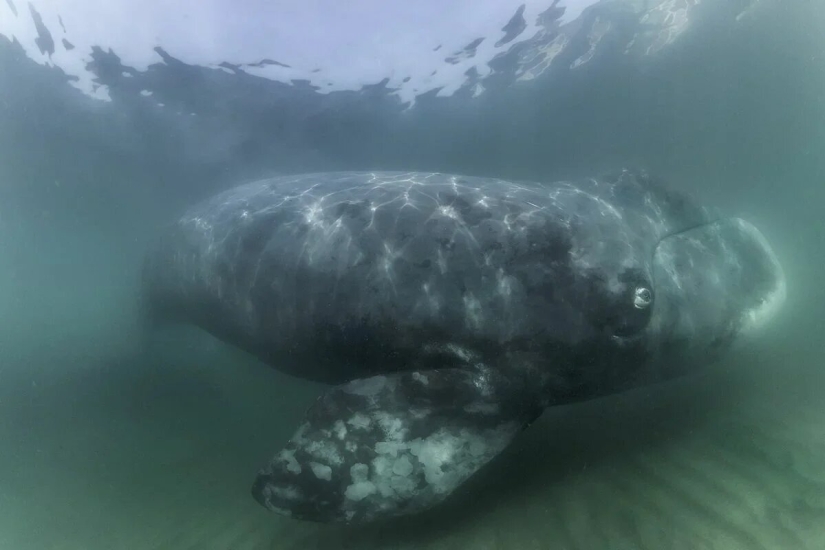 Premiere of the Wildlife Photographers Union Forum — Nature Photo Talks