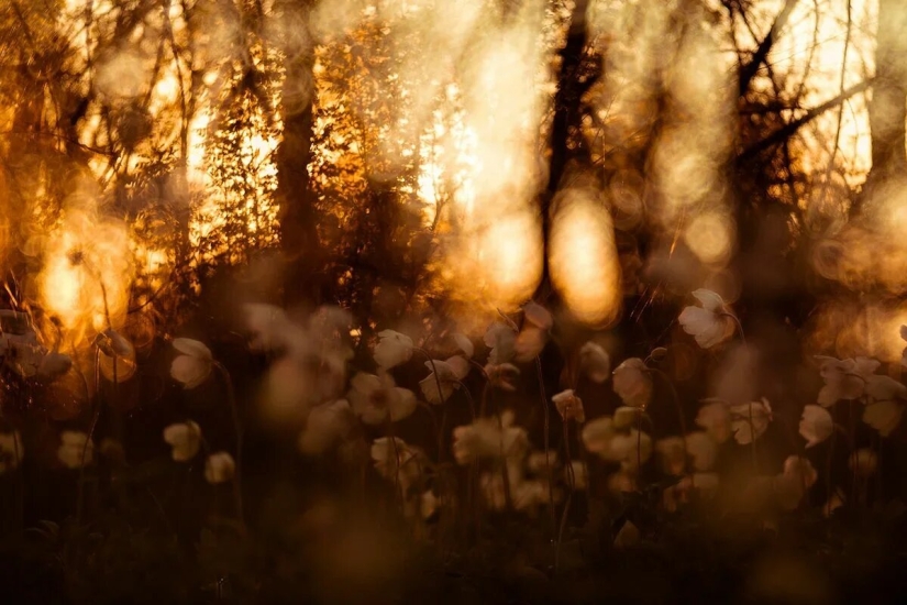 Premiere of the Wildlife Photographers Union Forum — Nature Photo Talks