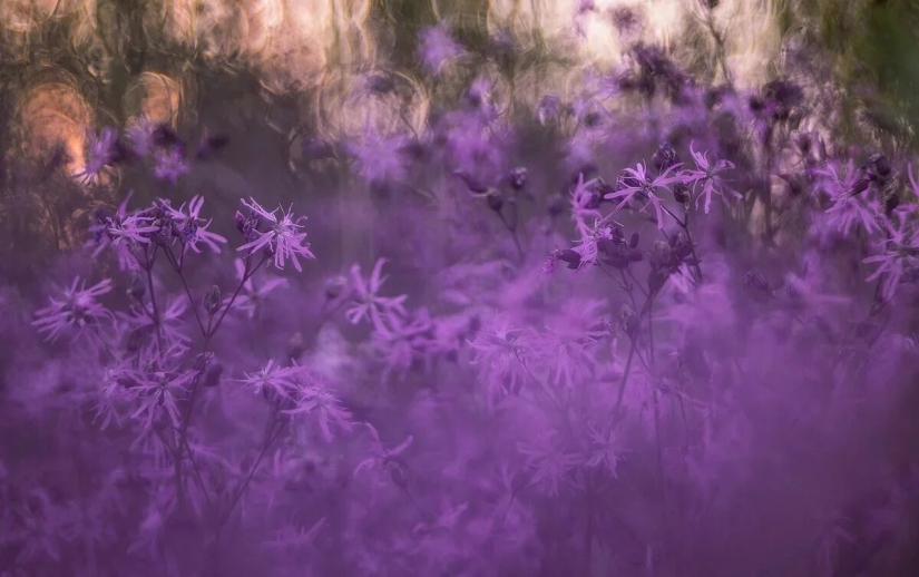 Premiere of the Wildlife Photographers Union Forum — Nature Photo Talks