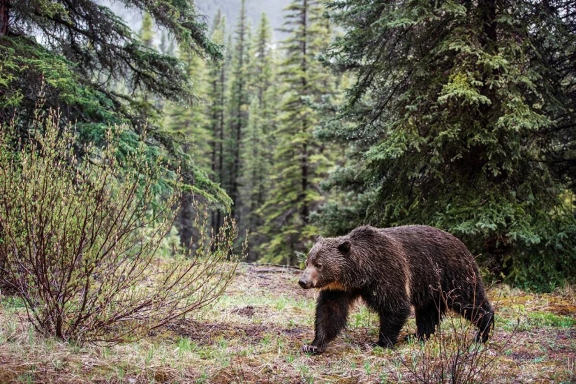 Premiere of the Wildlife Photographers Union Forum — Nature Photo Talks