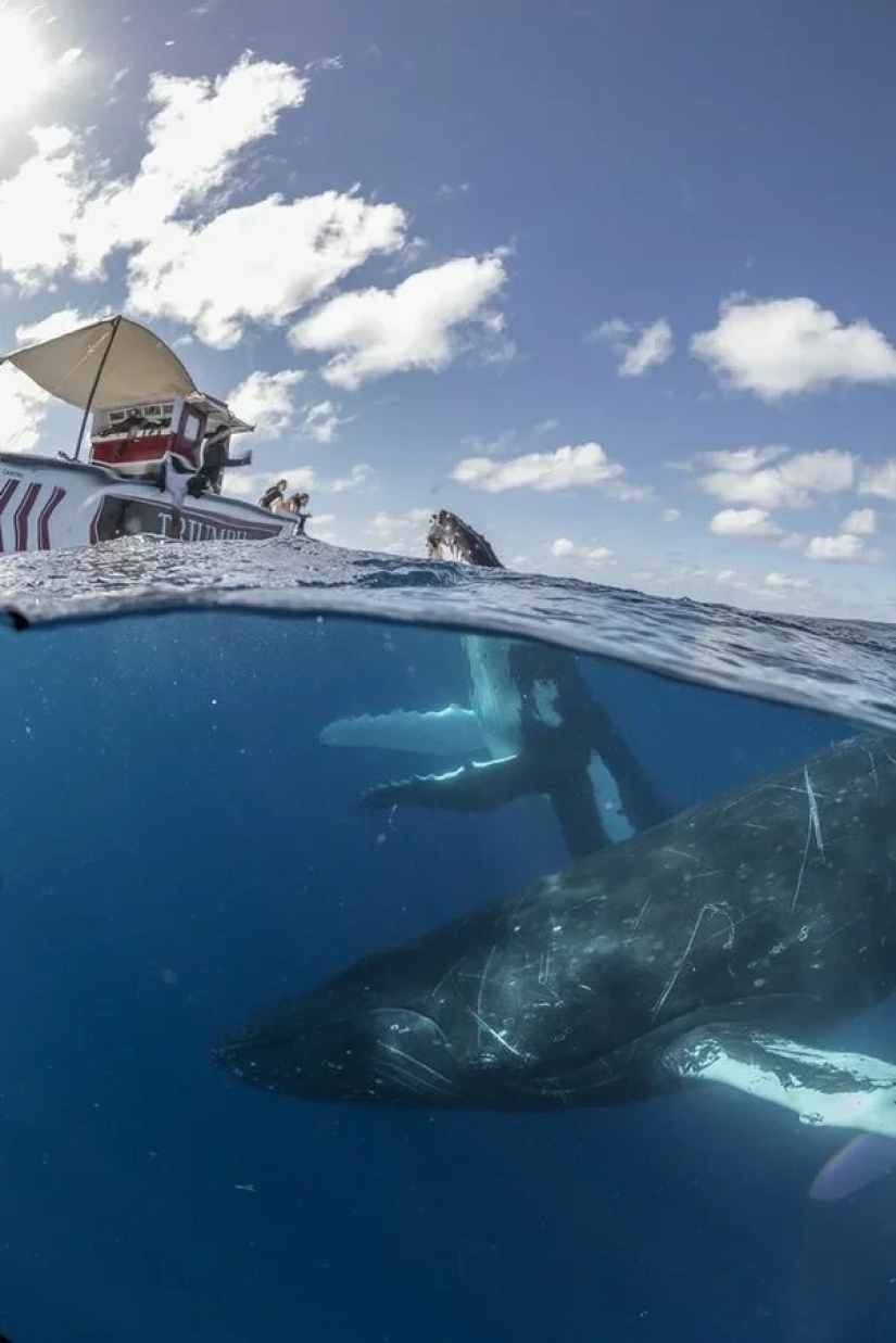 Premiere of the Wildlife Photographers Union Forum — Nature Photo Talks