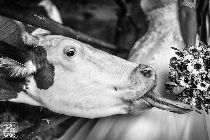 "Premio a los intrépidos": las 30 mejores fotos de boda de 2018
