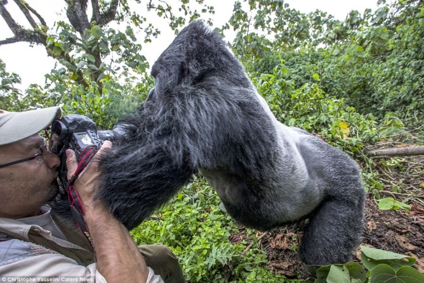 Proof that drunk gorillas behave no better than drunk people
