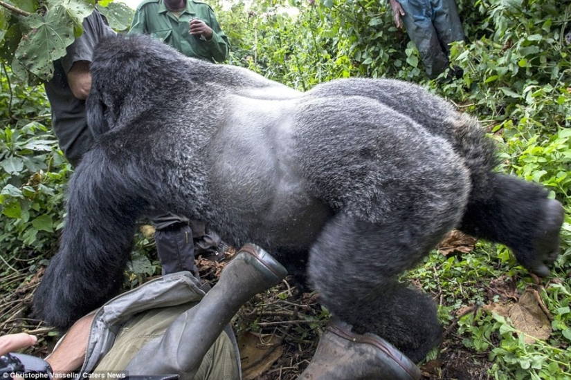 Proof that drunk gorillas behave no better than drunk people