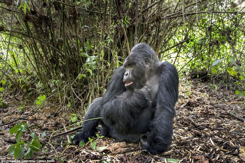 Proof that drunk gorillas behave no better than drunk people
