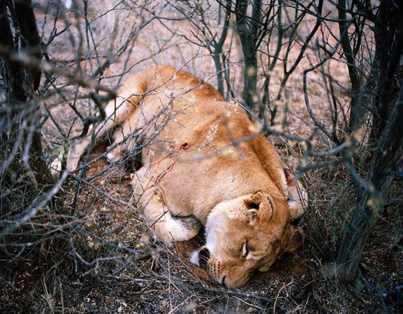 Provocativo proyecto fotográfico"Cazadores y su presa" Provocativo proyecto fotográfico"Cazadores y su presa"
