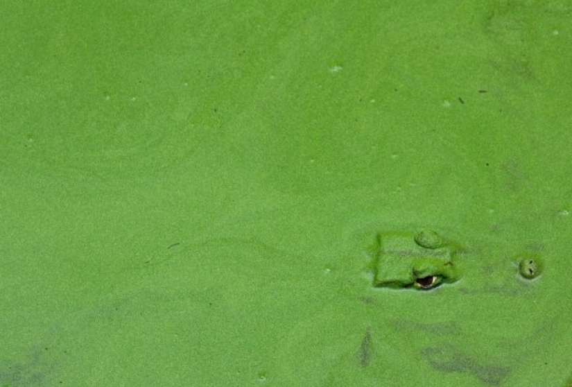 Prueba de que este mundo nunca dejará de sorprendernos Prueba de que este mundo nunca dejará de sorprendernos