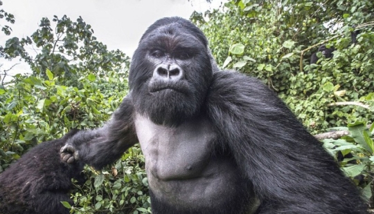 Prueba de que los gorilas borrachos no se comportan mejor que las personas borrachas