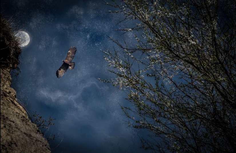 Puesto de guardianes del bosque Puesto de guardianes del bosque