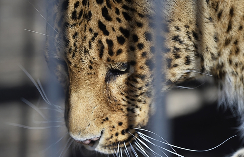 "Putin's leopard" was caught stealing chickens in an Abkhazian village