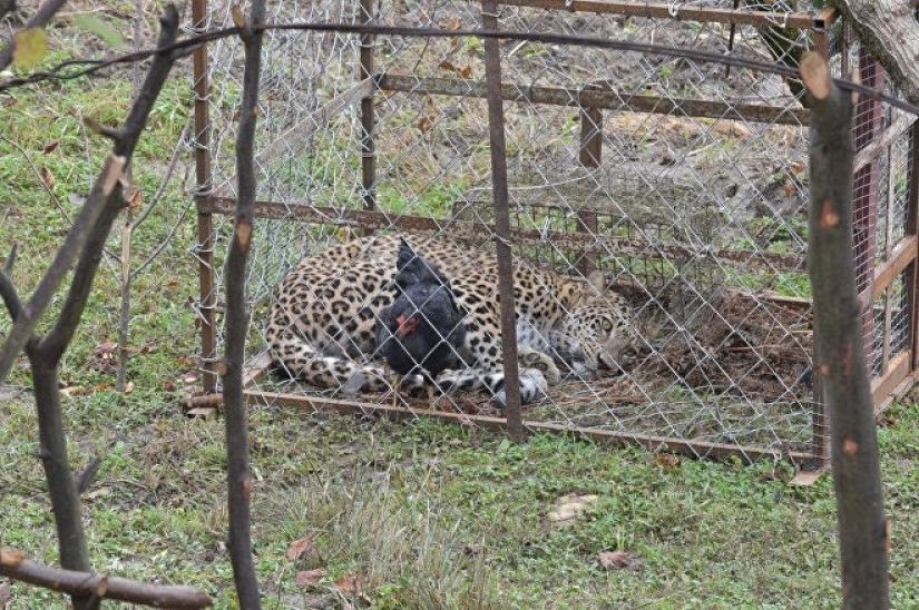 "Putin's leopard" was caught stealing chickens in an Abkhazian village