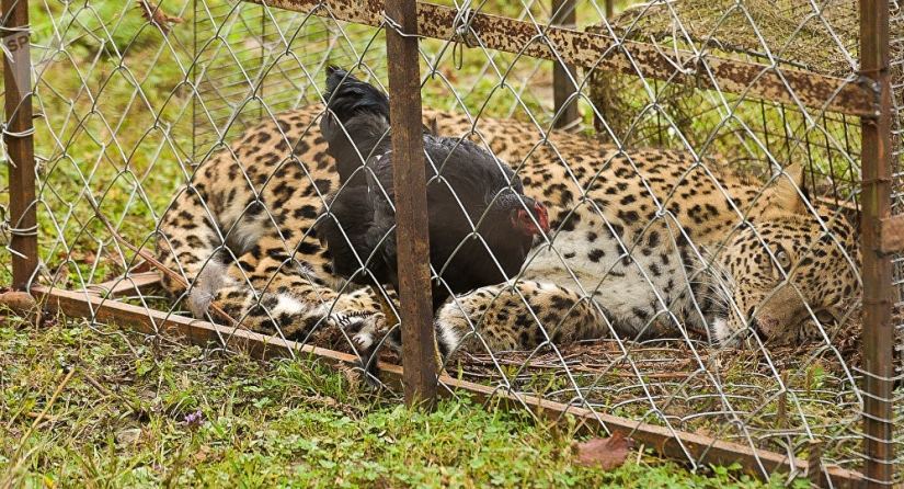 "Putin's leopard" was caught stealing chickens in an Abkhazian village