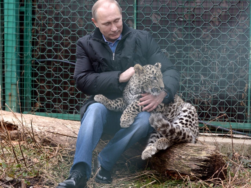 "Putin's leopard" was caught stealing chickens in an Abkhazian village