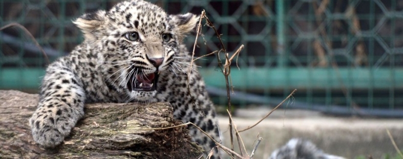 "Putin's leopard" was caught stealing chickens in an Abkhazian village