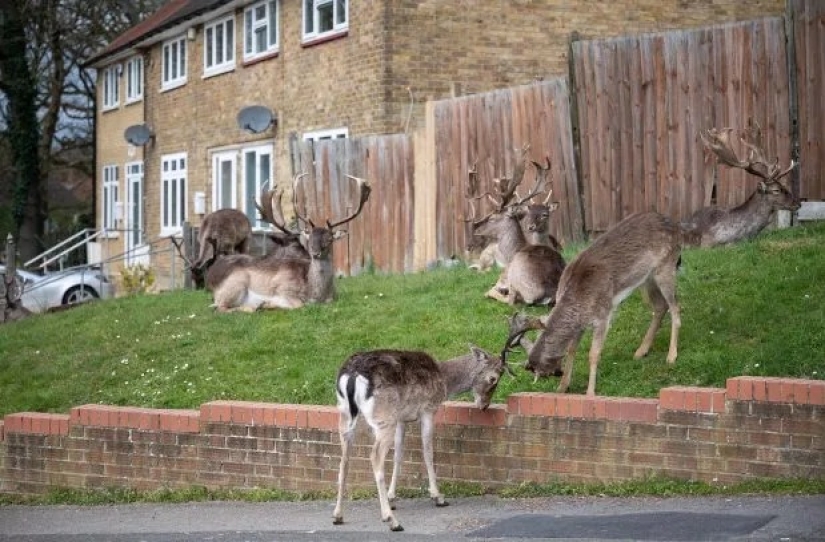 Quarantine is for people, walking is for animals: the streets of British cities are filled with deer and goats