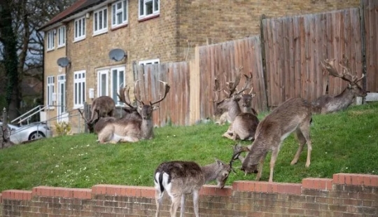 Quarantine is for people, walking is for animals: the streets of British cities are filled with deer and goats Quarantine is for people, walking is for animals: the streets of British cities are filled with deer and goats