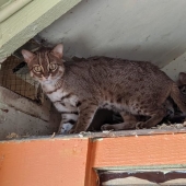 Qué aspecto tienen los gatitos raros de un gato oxidado, la raza de gato salvaje más pequeña