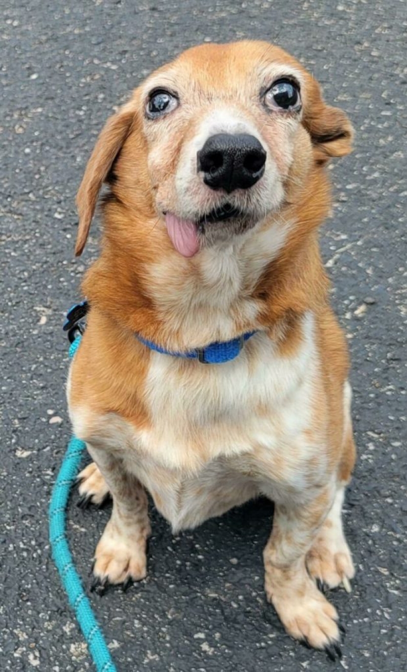 ¿Qué les pasa a estos perros?