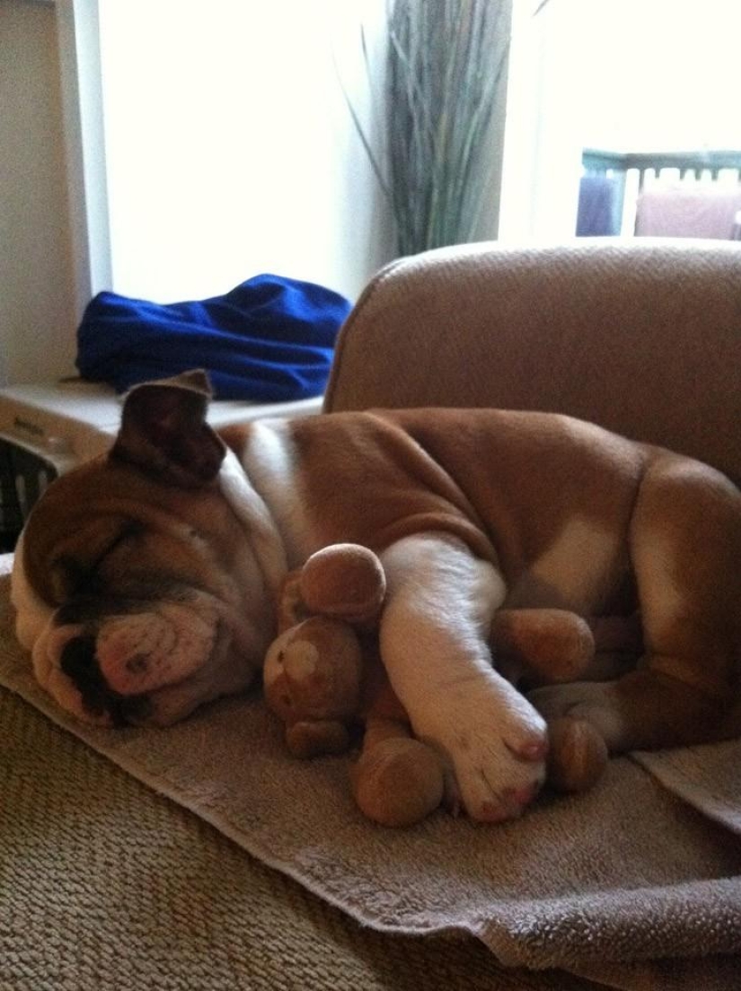 Quiet hour for puppies