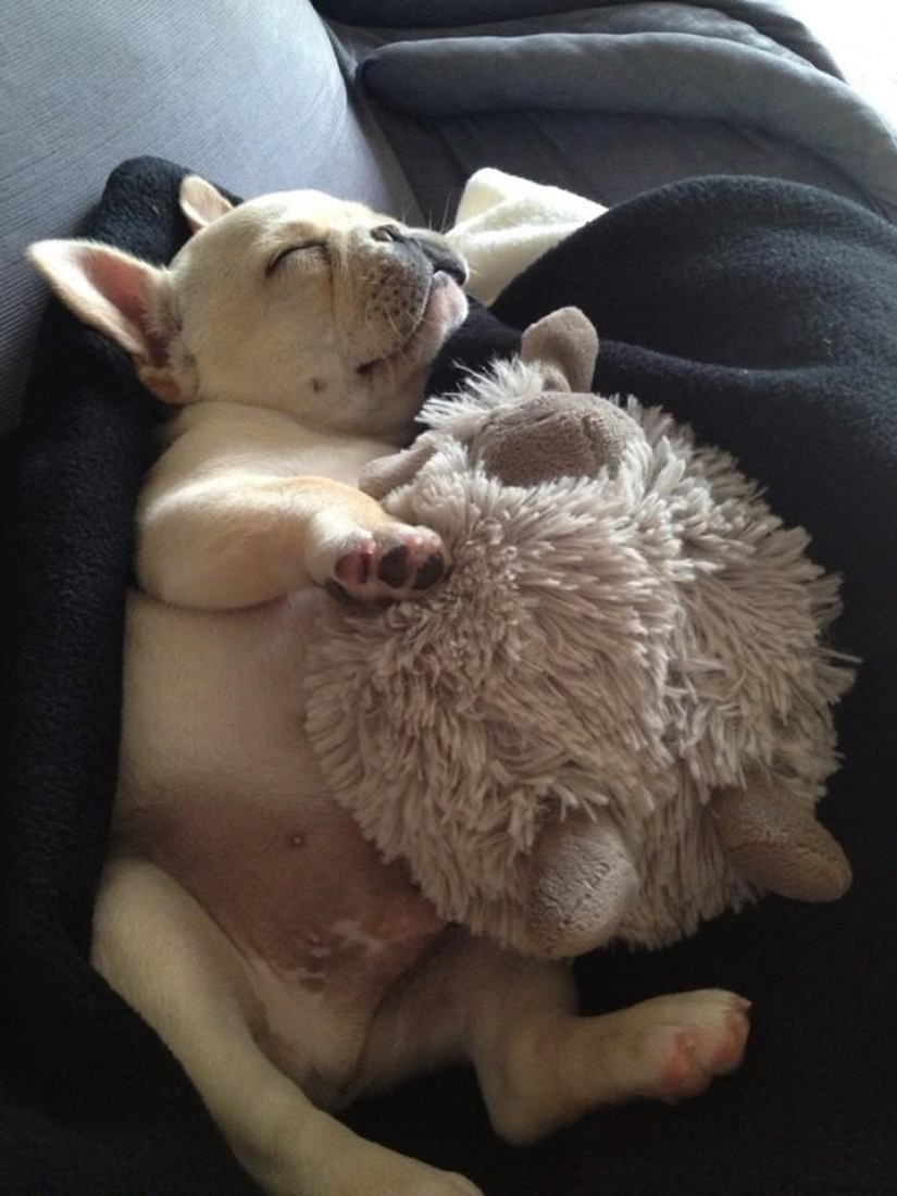 Quiet hour for puppies