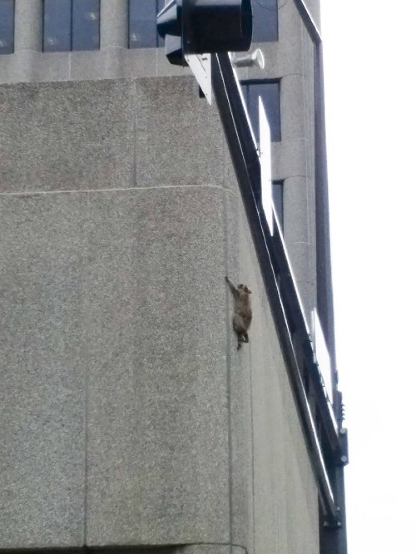 Raccoon hizo un salto de fe desde el noveno piso, imaginándose a sí mismo como un asesino Raccoon hizo un salto de fe desde el noveno piso, imaginándose a sí mismo como un asesino