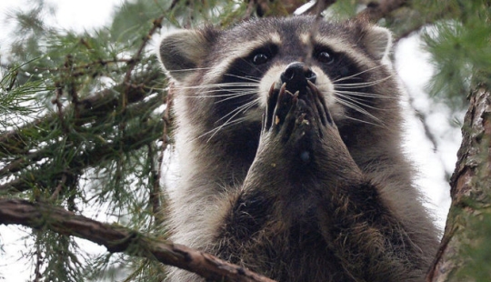 Raccoon hizo un salto de fe desde el noveno piso, imaginándose a sí mismo como un asesino