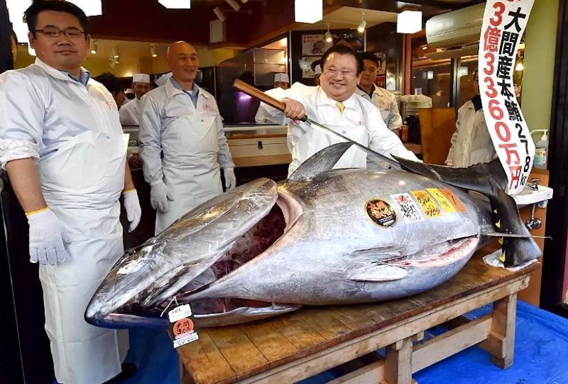 Rare bluefin tuna left the auction for $ 3.1 million