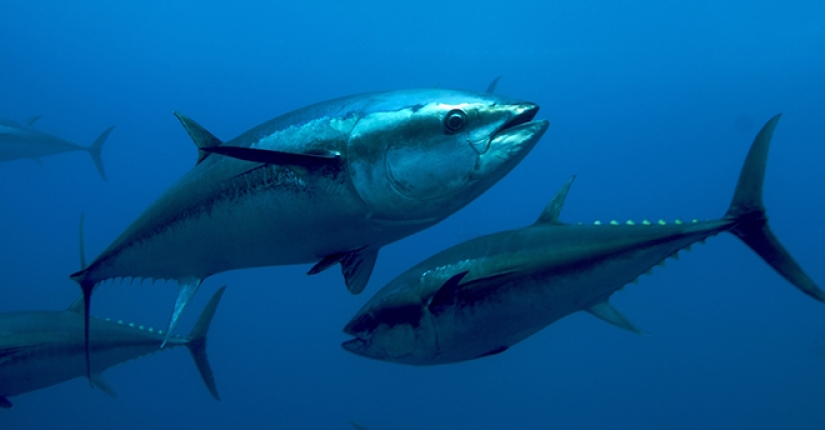 Rare bluefin tuna left the auction for $ 3.1 million