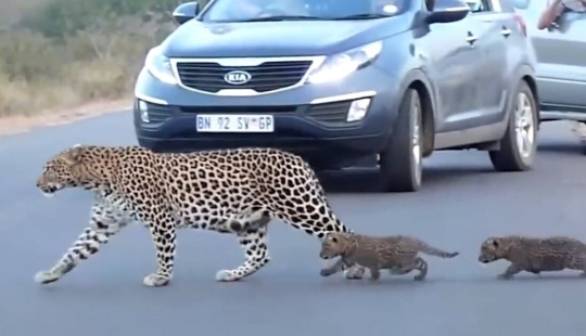 Rare footage: a female leopard transfers her kittens across the road Rare footage: a female leopard transfers her kittens across the road