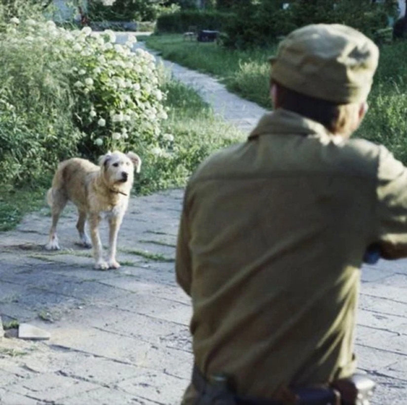 Rayos de bondad: un científico de los Estados Unidos sacrificó su carrera para salvar a los perros abandonados en Chernobyl