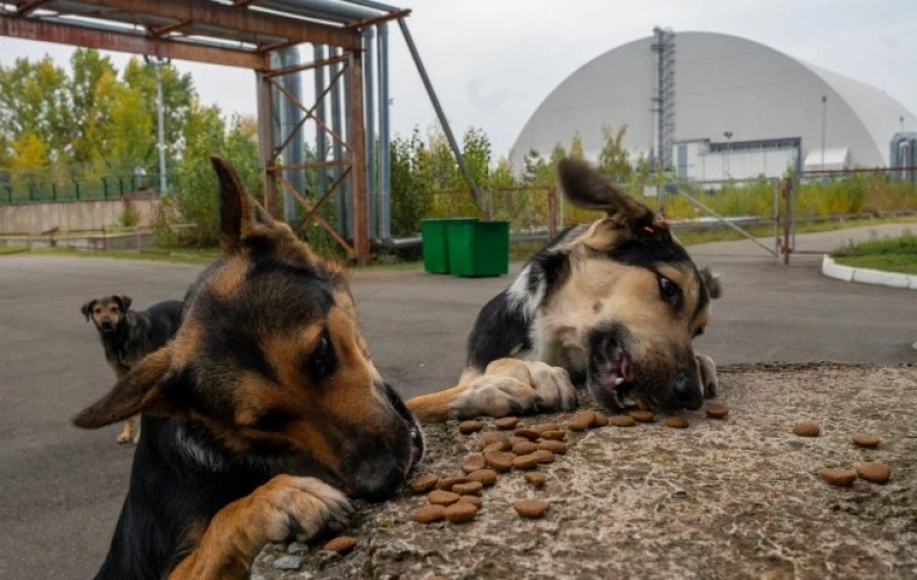 Rayos de bondad: un científico de los Estados Unidos sacrificó su carrera para salvar a los perros abandonados en Chernobyl Rayos de bondad: un científico de los Estados Unidos sacrificó su carrera para salvar a los perros abandonados en Chernobyl