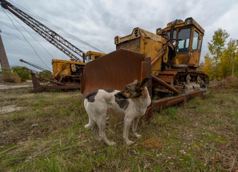 Rayos de bondad: un científico de los Estados Unidos sacrificó su carrera para salvar a los perros abandonados en Chernobyl Rayos de bondad: un científico de los Estados Unidos sacrificó su carrera para salvar a los perros abandonados en Chernobyl
