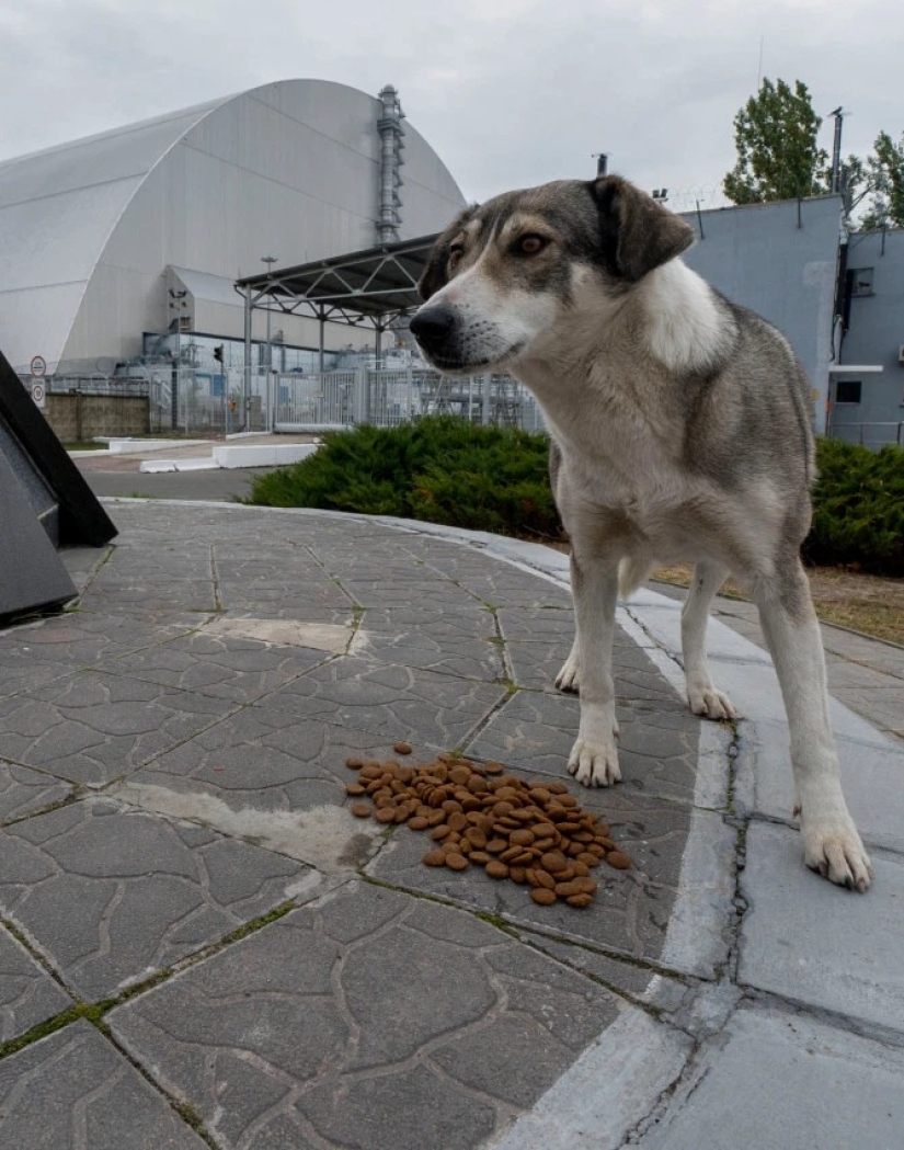 Rayos de bondad: un científico de los Estados Unidos sacrificó su carrera para salvar a los perros abandonados en Chernobyl Rayos de bondad: un científico de los Estados Unidos sacrificó su carrera para salvar a los perros abandonados en Chernobyl
