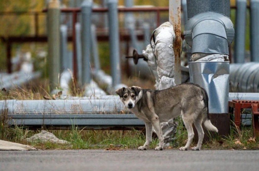 Rayos de bondad: un científico de los Estados Unidos sacrificó su carrera para salvar a los perros abandonados en Chernobyl Rayos de bondad: un científico de los Estados Unidos sacrificó su carrera para salvar a los perros abandonados en Chernobyl